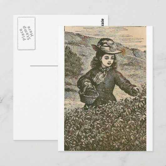 Pijnboomkleervruchten Briefkaart (Voorkant / Achterkant)