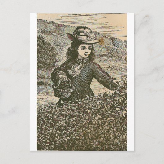 Pijnboomkleervruchten Briefkaart (Voorkant)