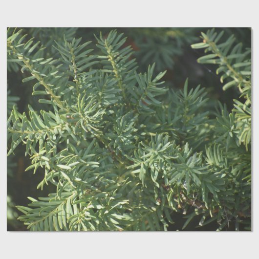 Pijnbos Cadeaupapier (Vlak)