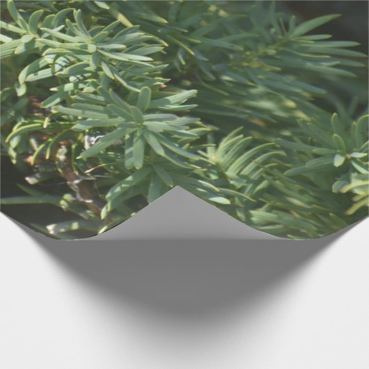 Pijnbos Cadeaupapier (Hoek)