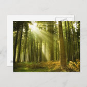 Pijnbos met zonneschijn briefkaart (Voorkant / Achterkant)