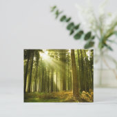 Pijnbos met zonneschijn briefkaart (Staand voorkant)