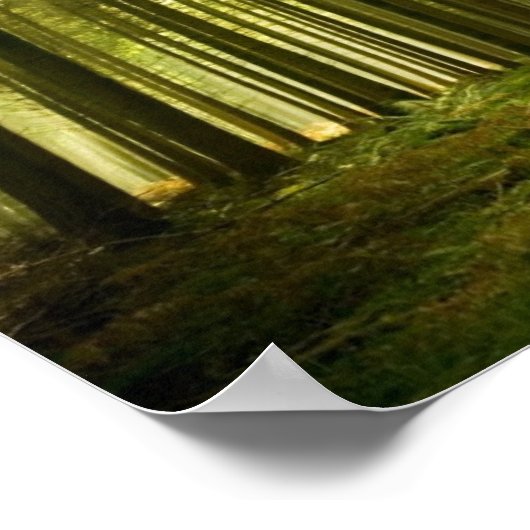 Pijnbos met zonneschijn poster (Hoek)