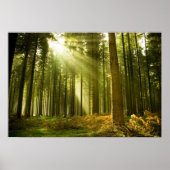 Pijnbos met zonneschijn poster (Voorkant)