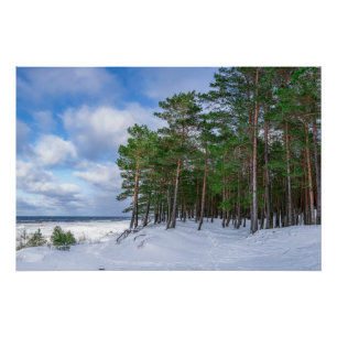 Pijnbos nabij zee kust in Letland Canvas Print Perfect Poster