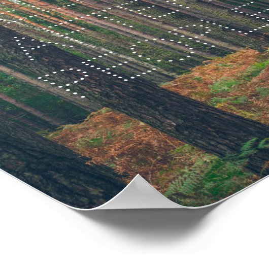 Pijnbos Poster (Hoek)