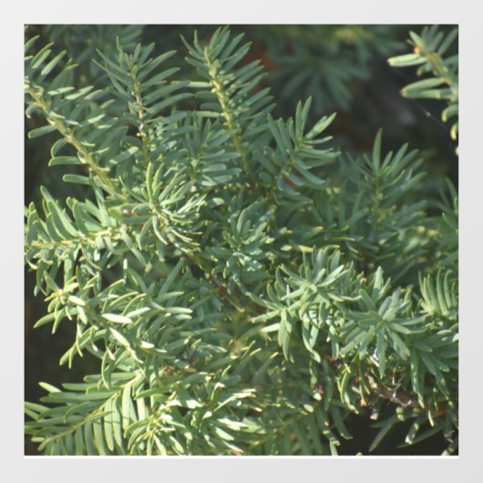 Pijnbos Raamsticker (Vel)