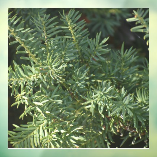 Pijnbos Raamsticker (Vel 3)