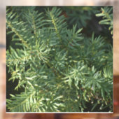 Pijnbos Raamsticker (Vel 2)