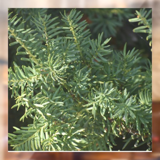 Pijnbos Raamsticker (Vel 2)