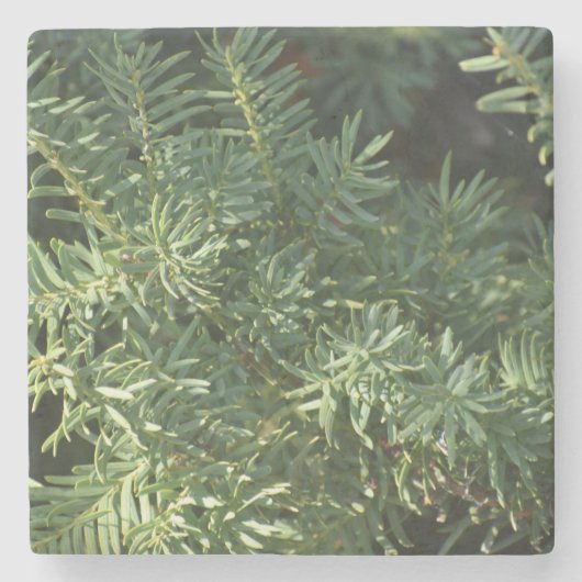 Pijnbos Stenen Onderzetter (Voorkant)