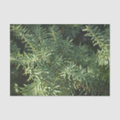 Pijnbos Tissuepapier (Voorkant)