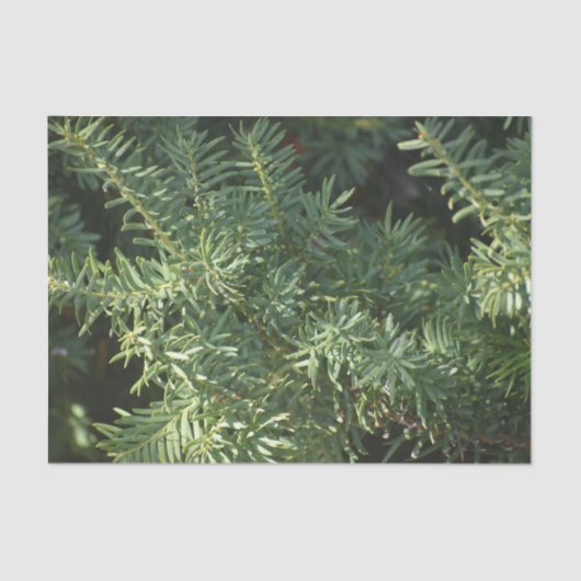 Pijnbos Tissuepapier (Voorkant)