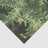 Pijnbos Tissuepapier (Detail)