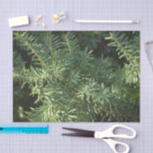 Pijnbos Tissuepapier (Craft)