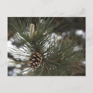Pijnkegel Briefkaart