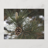 Pijnkegel Briefkaart (Voorkant)