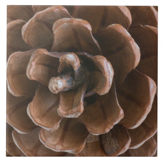 Pijnkegel Tegeltje (Voorkant)