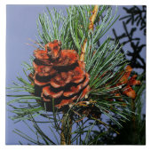 Pijnkloon op pine tak tegeltje (Voorkant)