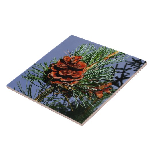 Pijnkloon op pine tak tegeltje (Zijkant)