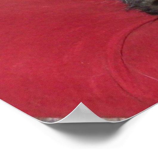 Pijnmaten voor kat poster (Hoek)