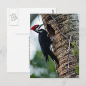 Pijnspecht Briefkaart (Voorkant / Achterkant)