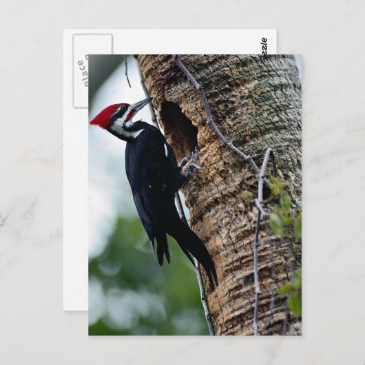 Pijnspecht Briefkaart (Voorkant / Achterkant)