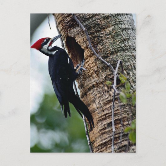 Pijnspecht Briefkaart (Voorkant)