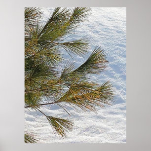 Pijntakken en sneeuw in Ottawa. Bestel nu Poster