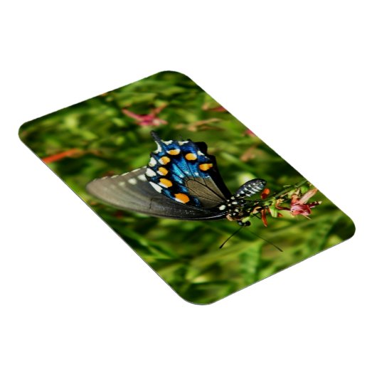 Pijpeierstaartvlinder Magneet (Rechterzijde)