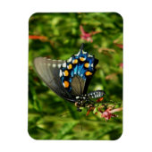 Pijpeierstaartvlinder Magneet (Verticaal)