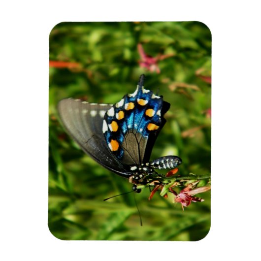 Pijpeierstaartvlinder Magneet (Verticaal)