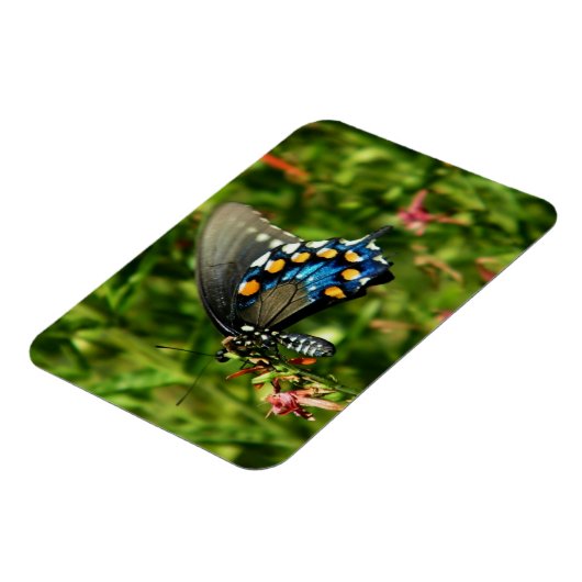 Pijpeierstaartvlinder Magneet (Linkerzijde)