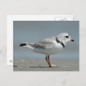 Pijpklaver Briefkaart (Voorkant / Achterkant)