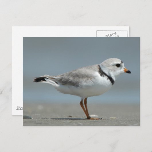 Pijpklaver Briefkaart (Voorkant / Achterkant)