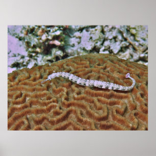 Pijpleiding op Brain Coral Poster