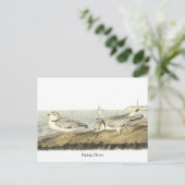 Pijpliefhebber, John Audubon Briefkaart (Staand voorkant)