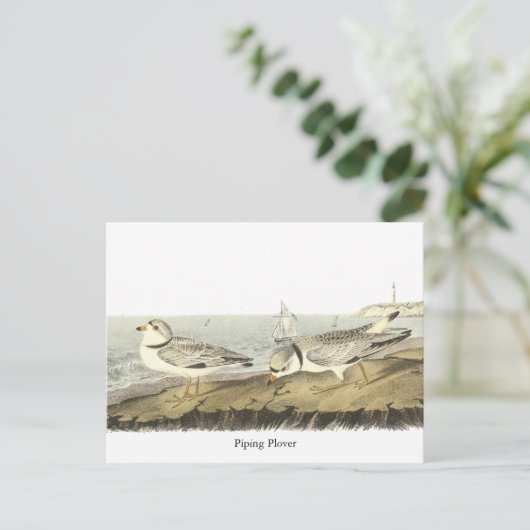 Pijpliefhebber, John Audubon Briefkaart (Staand voorkant)