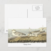 Pijpliefhebber, John Audubon Briefkaart (Voorkant / Achterkant)