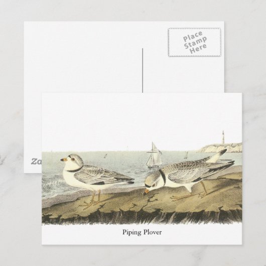 Pijpliefhebber, John Audubon Briefkaart (Voorkant / Achterkant)