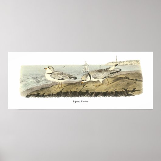 Pijpliefhebber, John Audubon Poster (Voorkant)