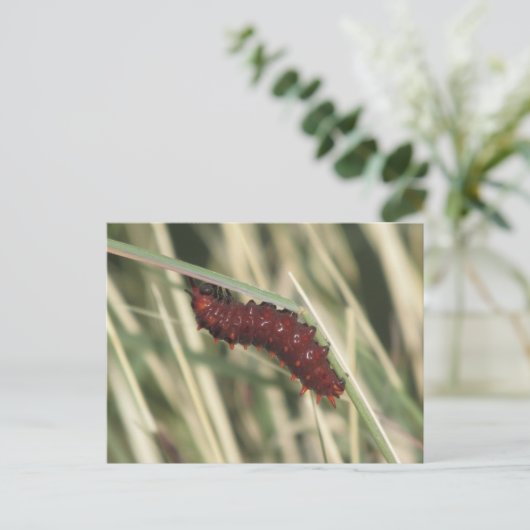 Pijppijlstaafbuikvlinder Briefkaart (Staand voorkant)