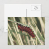 Pijppijlstaafbuikvlinder Briefkaart (Voorkant / Achterkant)