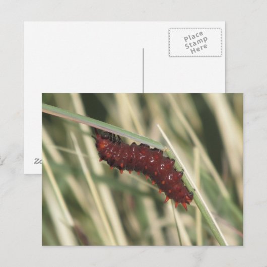 Pijppijlstaafbuikvlinder Briefkaart (Voorkant / Achterkant)