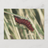 Pijppijlstaafbuikvlinder Briefkaart (Voorkant)
