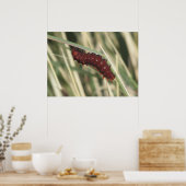 Pijppijlstaafbuikvlinder Poster (Keuken)