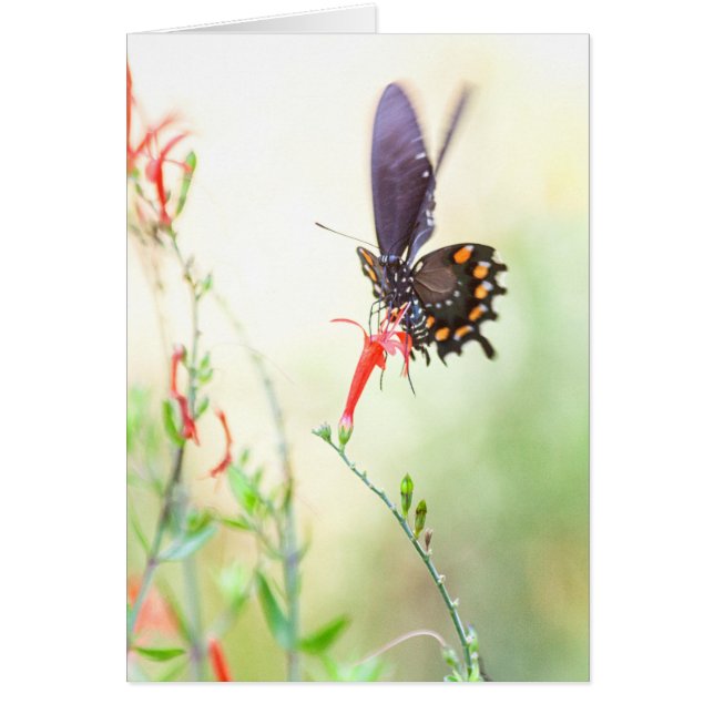 Pijpvlinder in het middaglicht (Voorkant)