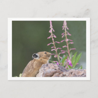Pika Briefkaart