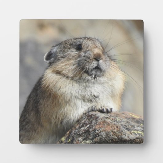 Pika Desktop Plaque Fotoplaat (Voorkant)