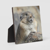 Pika Desktop Plaque Fotoplaat (Voorkant)